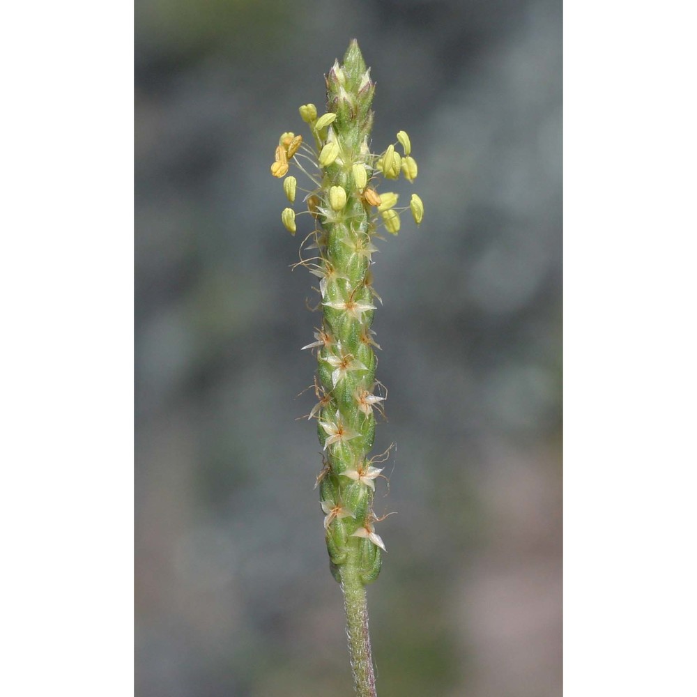 plantago holosteum scop.