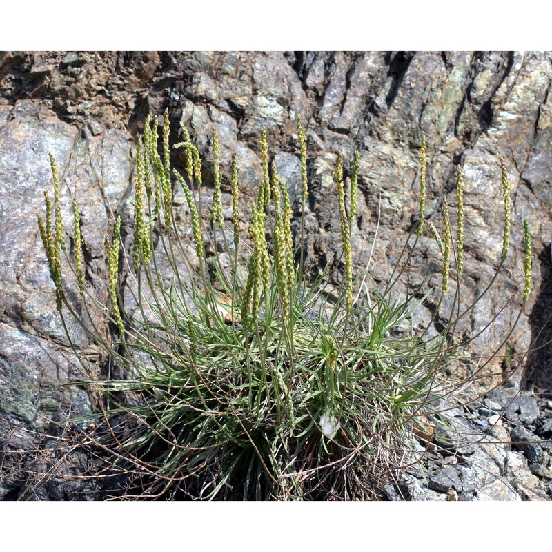 plantago holosteum scop.