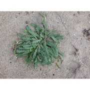 plantago macrorhiza poir.