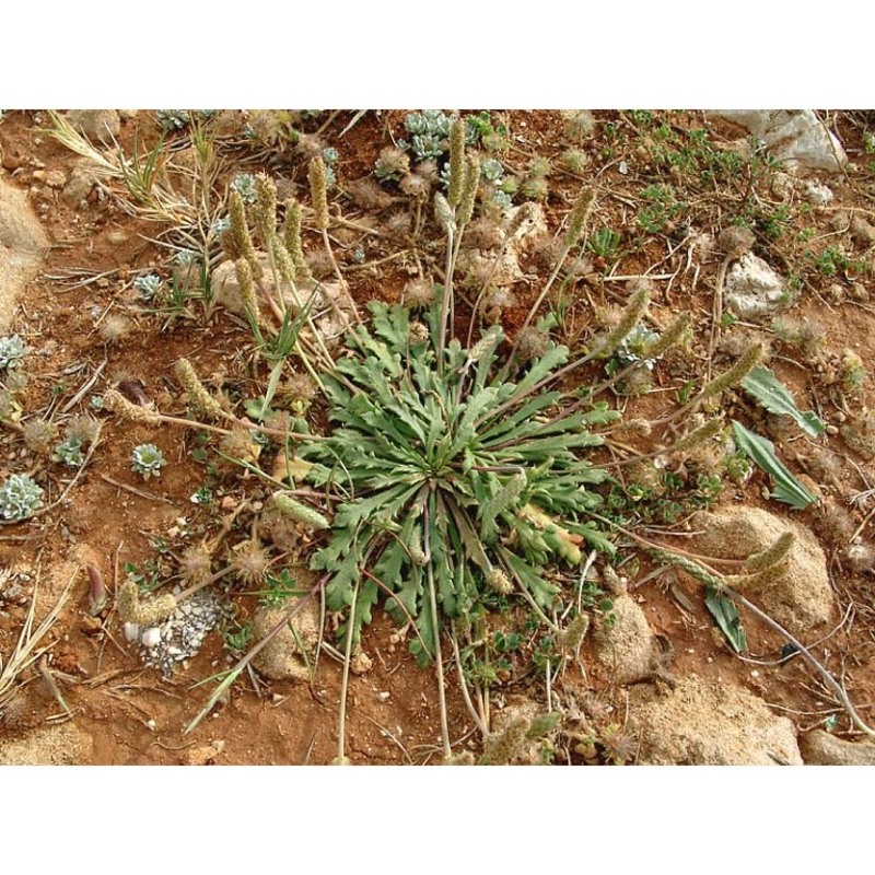 plantago macrorhiza poir.