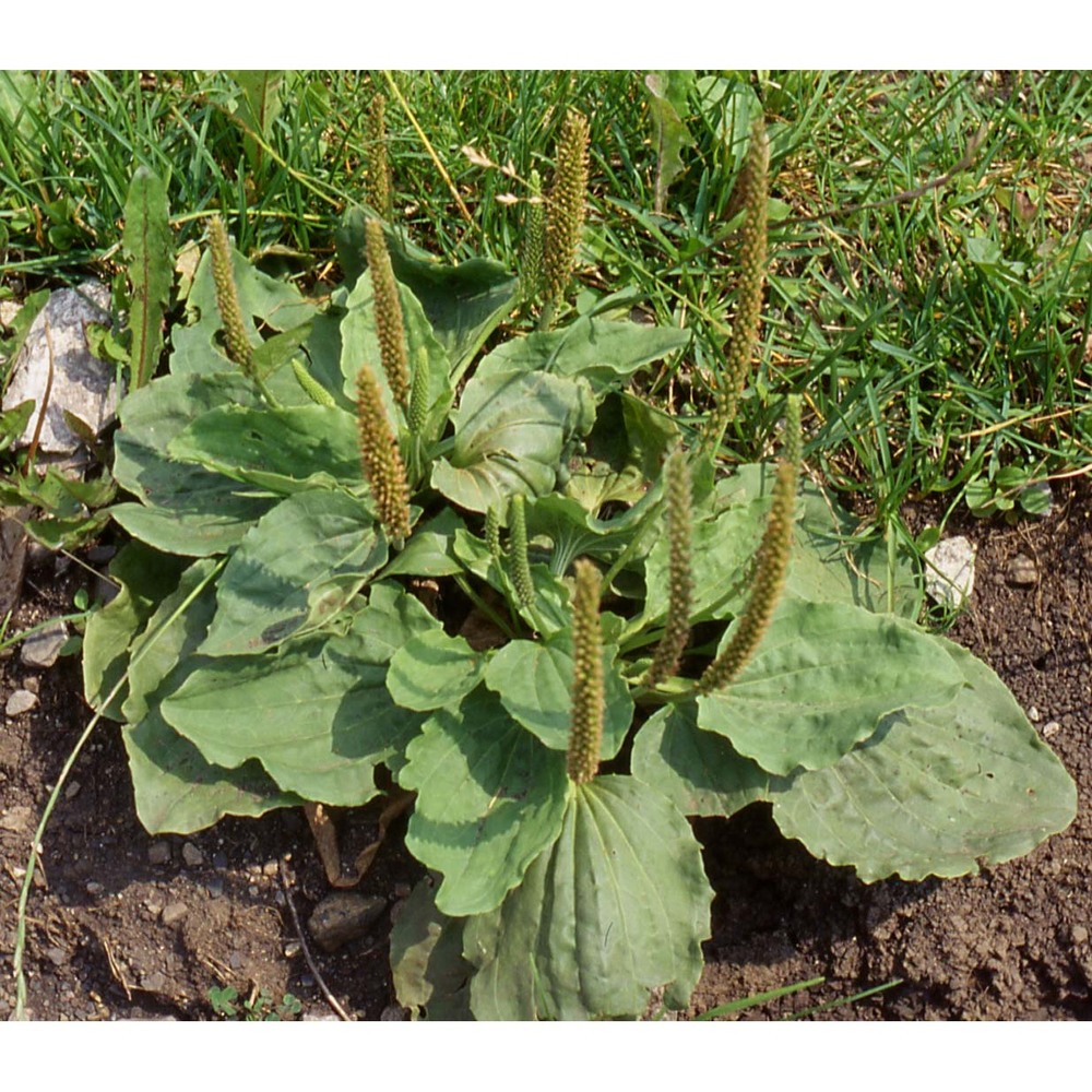 plantago major l.