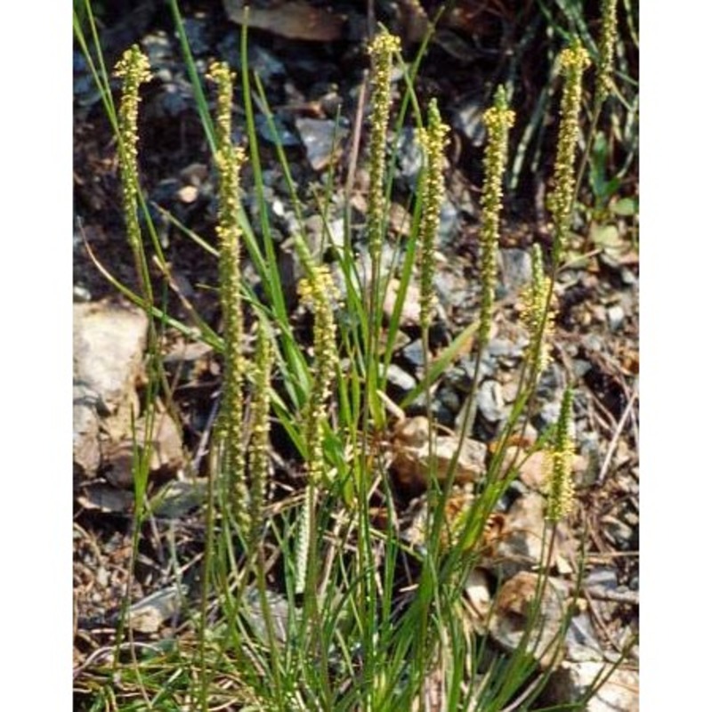 plantago maritima l.