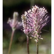 plantago media l.