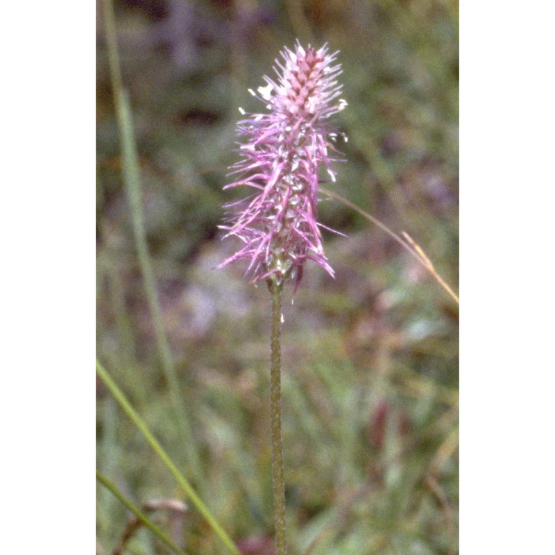 plantago media l.