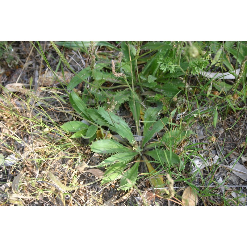 plantago peloritana lojac.