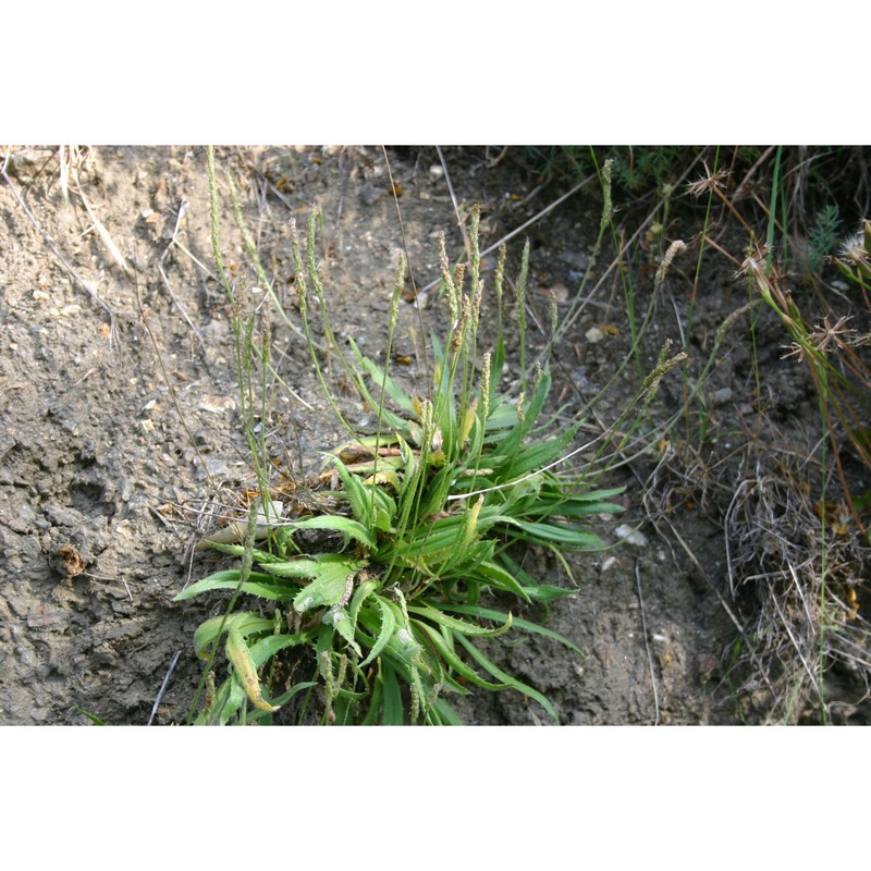 plantago peloritana lojac.