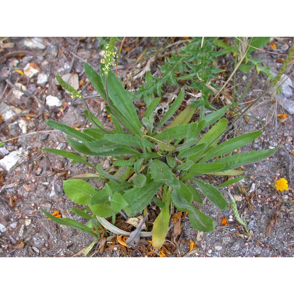 plantago peloritana lojac.