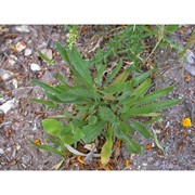 plantago peloritana lojac.