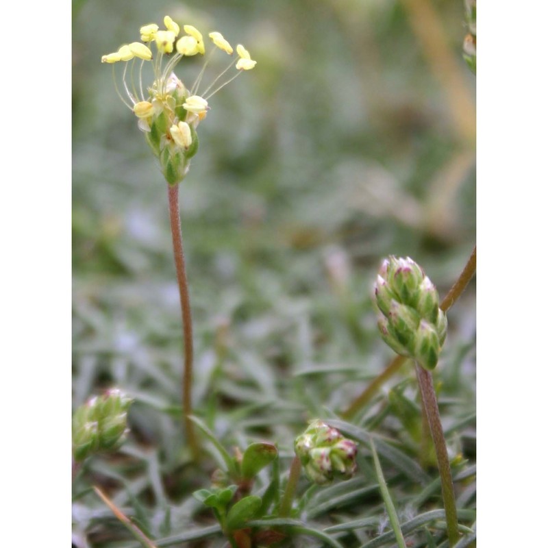 plantago sarda c. presl