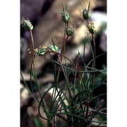 plantago sempervirens crantz