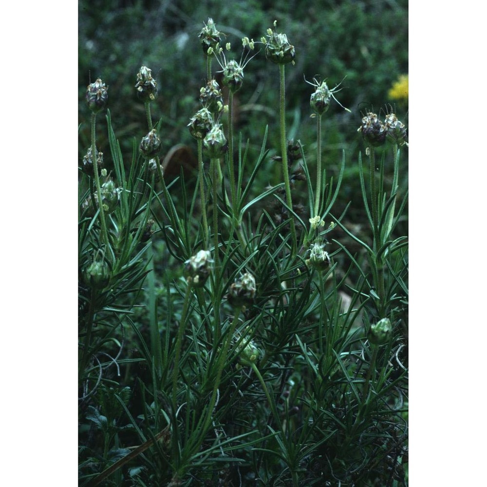 plantago sempervirens crantz