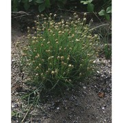 plantago sempervirens crantz