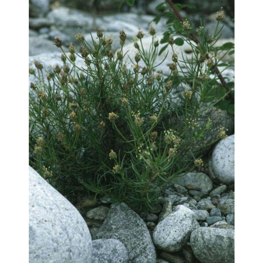 plantago sempervirens crantz