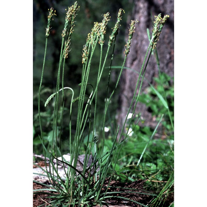 plantago serpentina all.