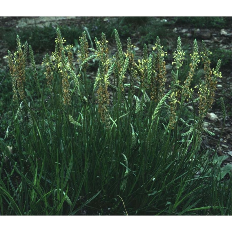 plantago serpentina all.