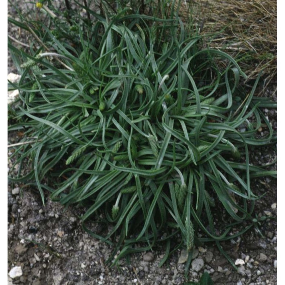 plantago serpentina all.