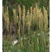 plantago serpentina all.