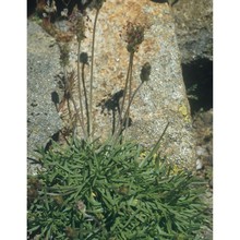 plantago subulata l.