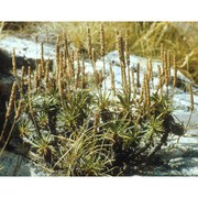 plantago subulata l.