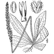 plantago virginica l.