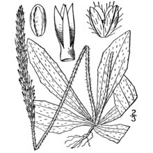 plantago virginica l.