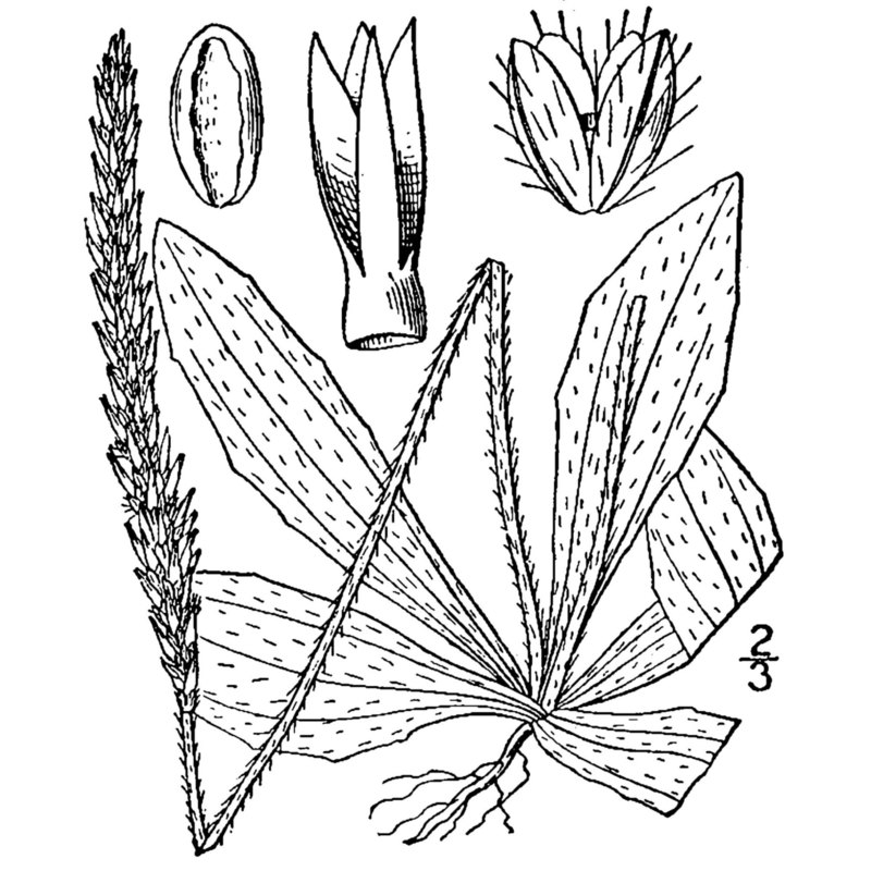 plantago virginica l.