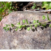 veronica acinifolia l.