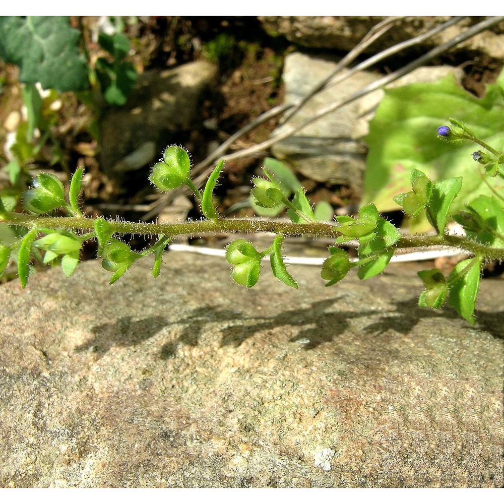 veronica acinifolia l.