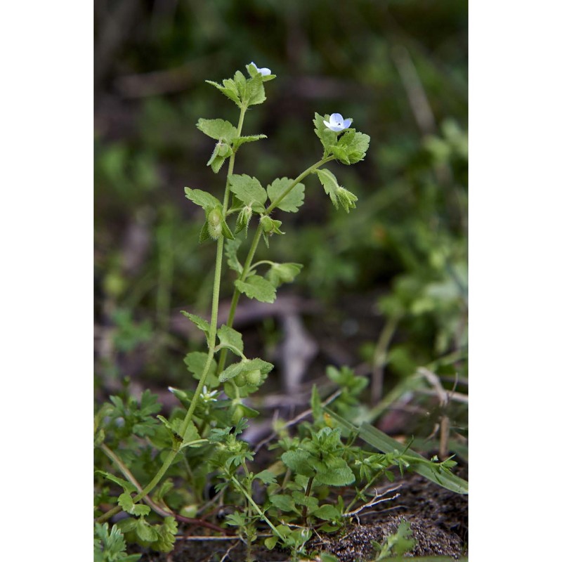 veronica agrestis l.