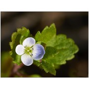 veronica agrestis l.