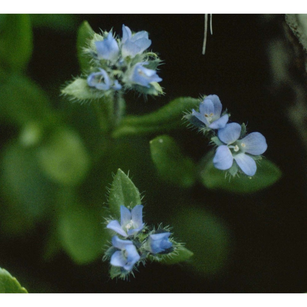 veronica alpina l.