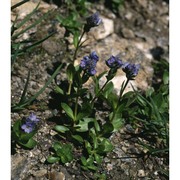 veronica alpina l.