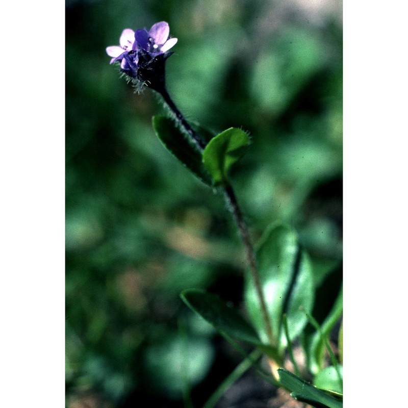 veronica alpina l.