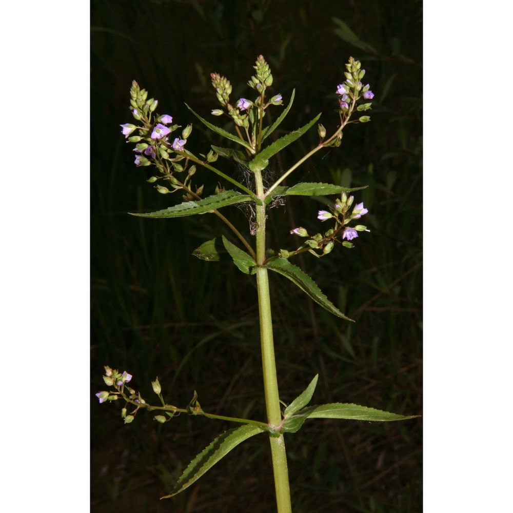 veronica anagallis-aquatica l.