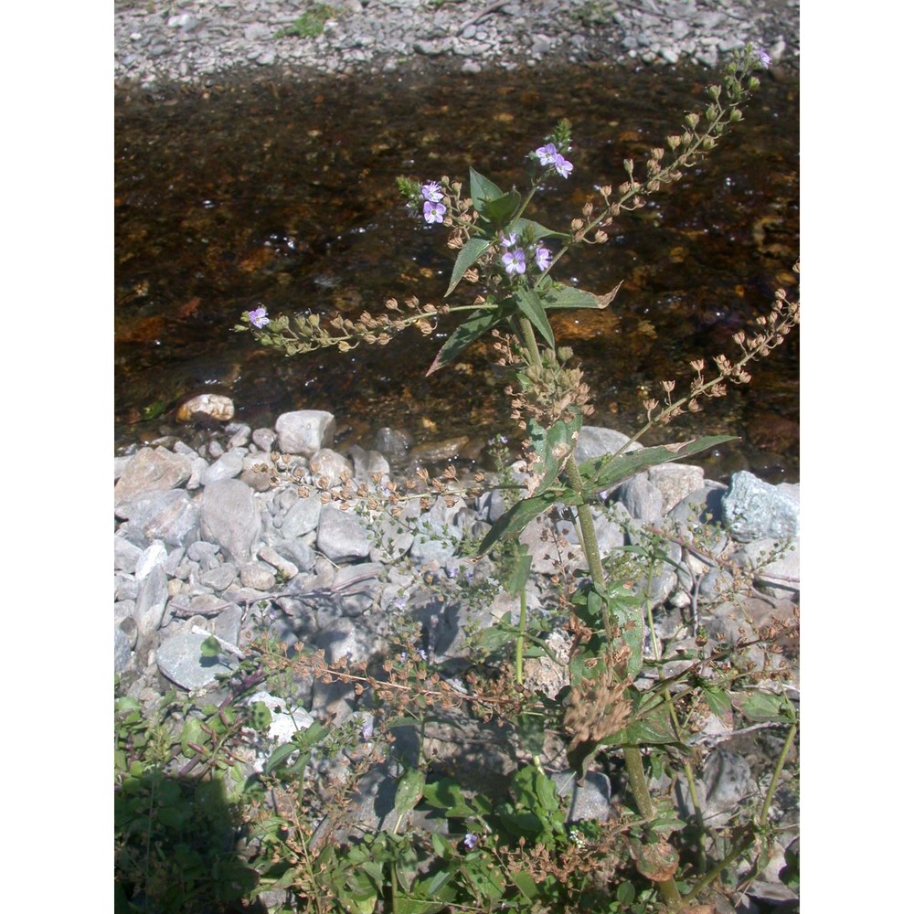 veronica anagallis-aquatica l.