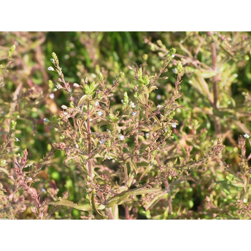 veronica anagalloides guss.