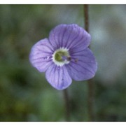 veronica aphylla l.