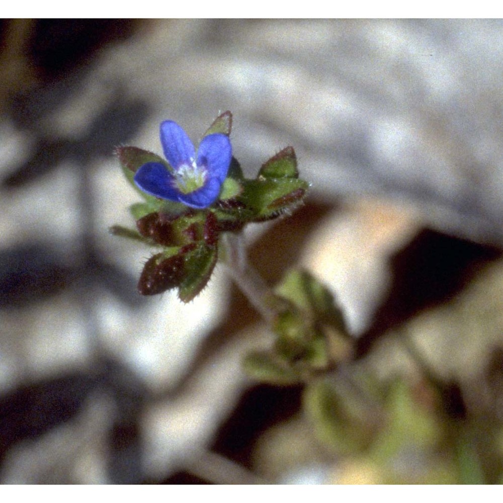 veronica arvensis l.