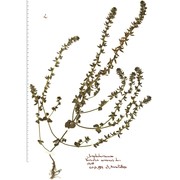 veronica arvensis l.