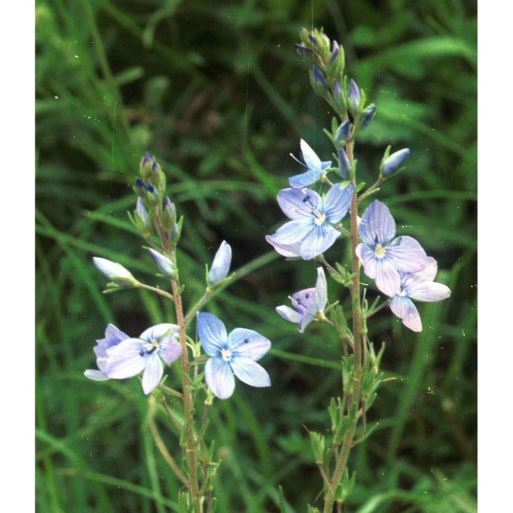 veronica austriaca l.