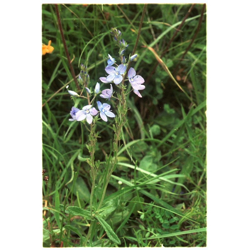 veronica austriaca l.