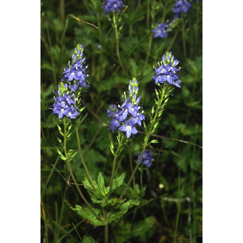 veronica austriaca l.