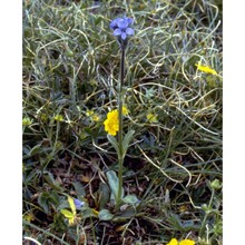 veronica bellidioides l.