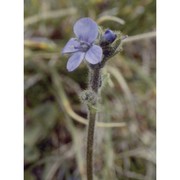 veronica bellidioides l.