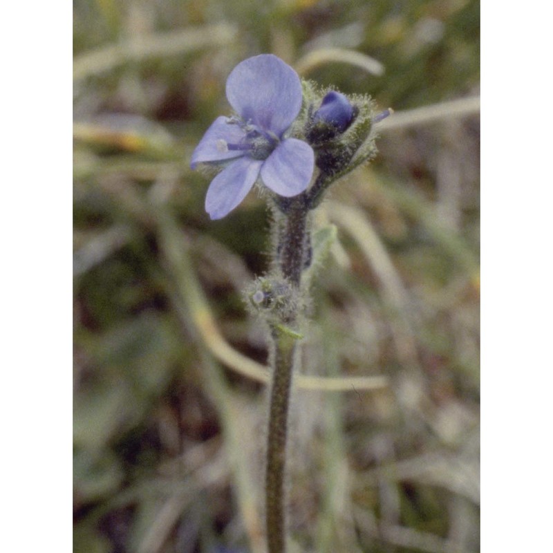 veronica bellidioides l.
