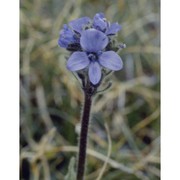 veronica bellidioides l.