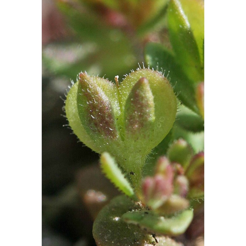 veronica brevistyla moris