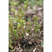 veronica brevistyla moris