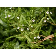 veronica catenata pennell