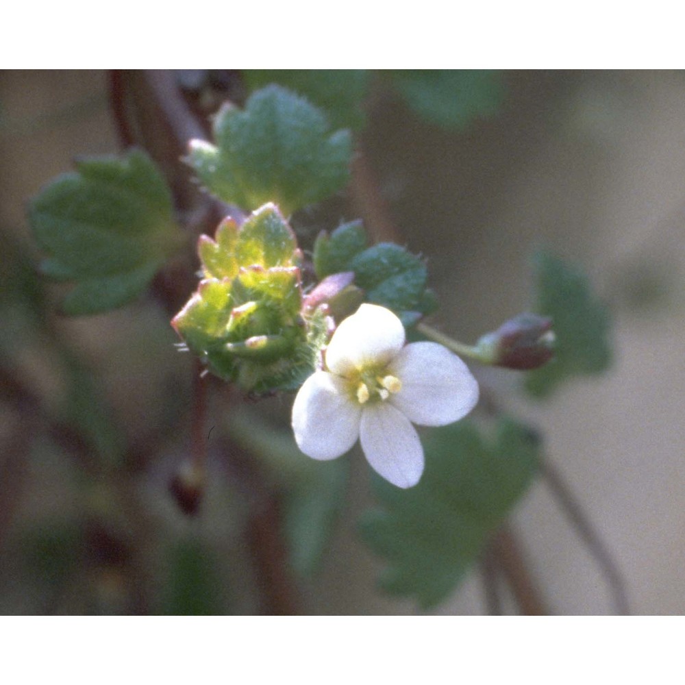 veronica cymbalaria bodard